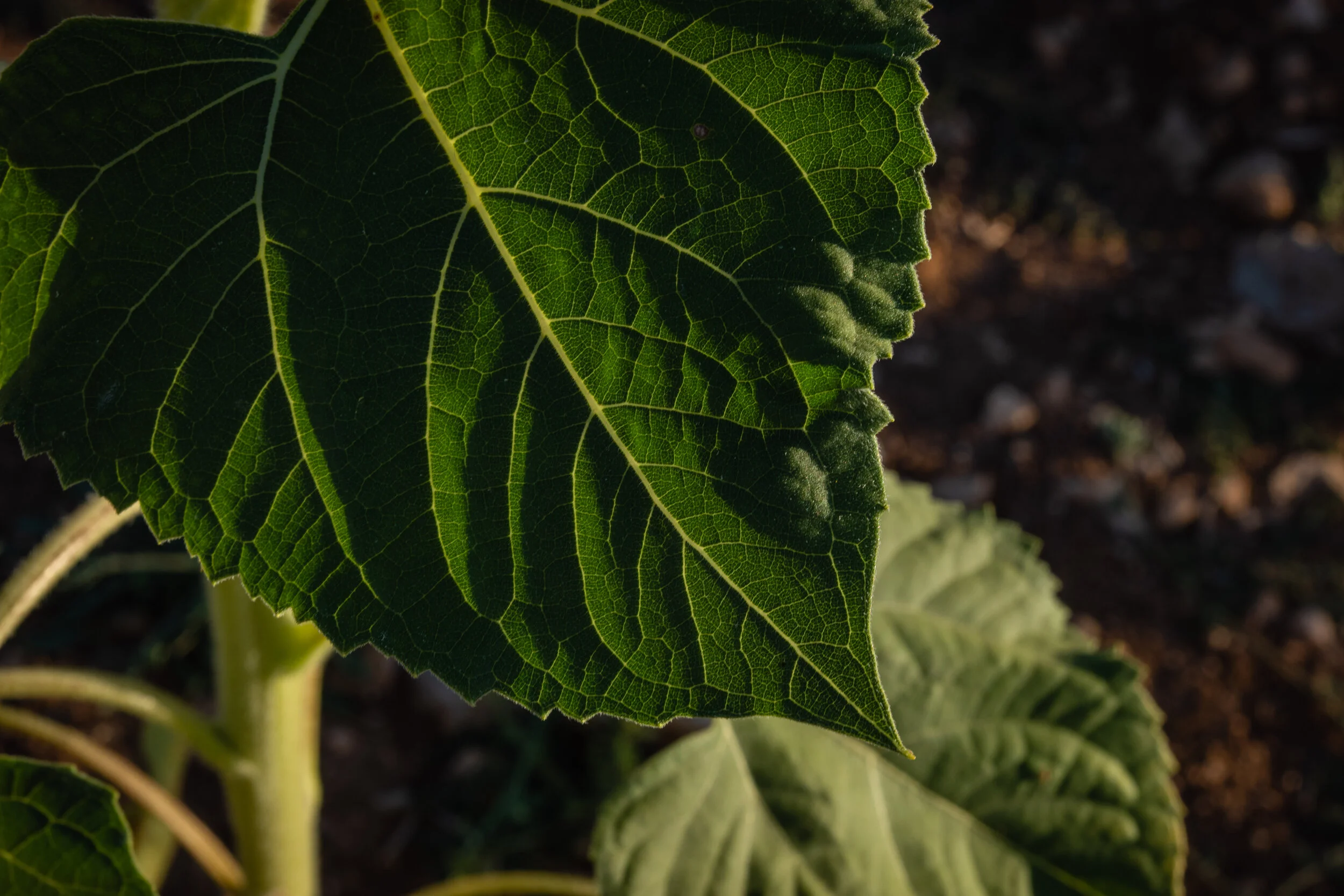 Helianthus (6 of 10).jpg