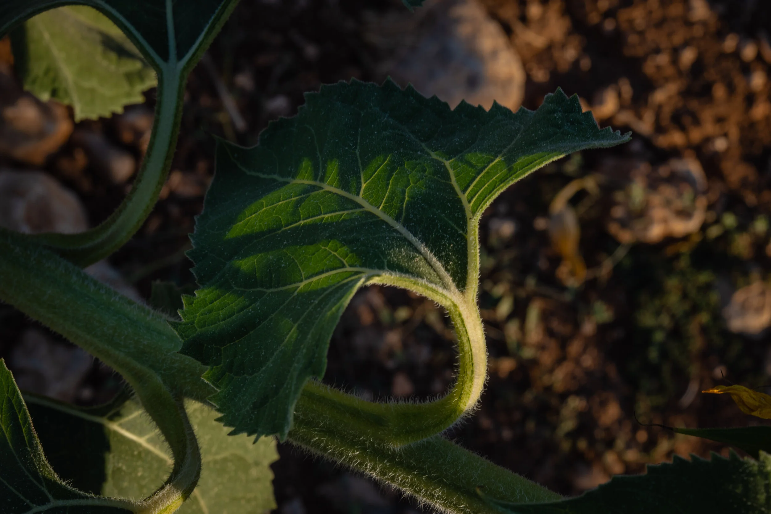 Helianthus (8 of 10).jpg