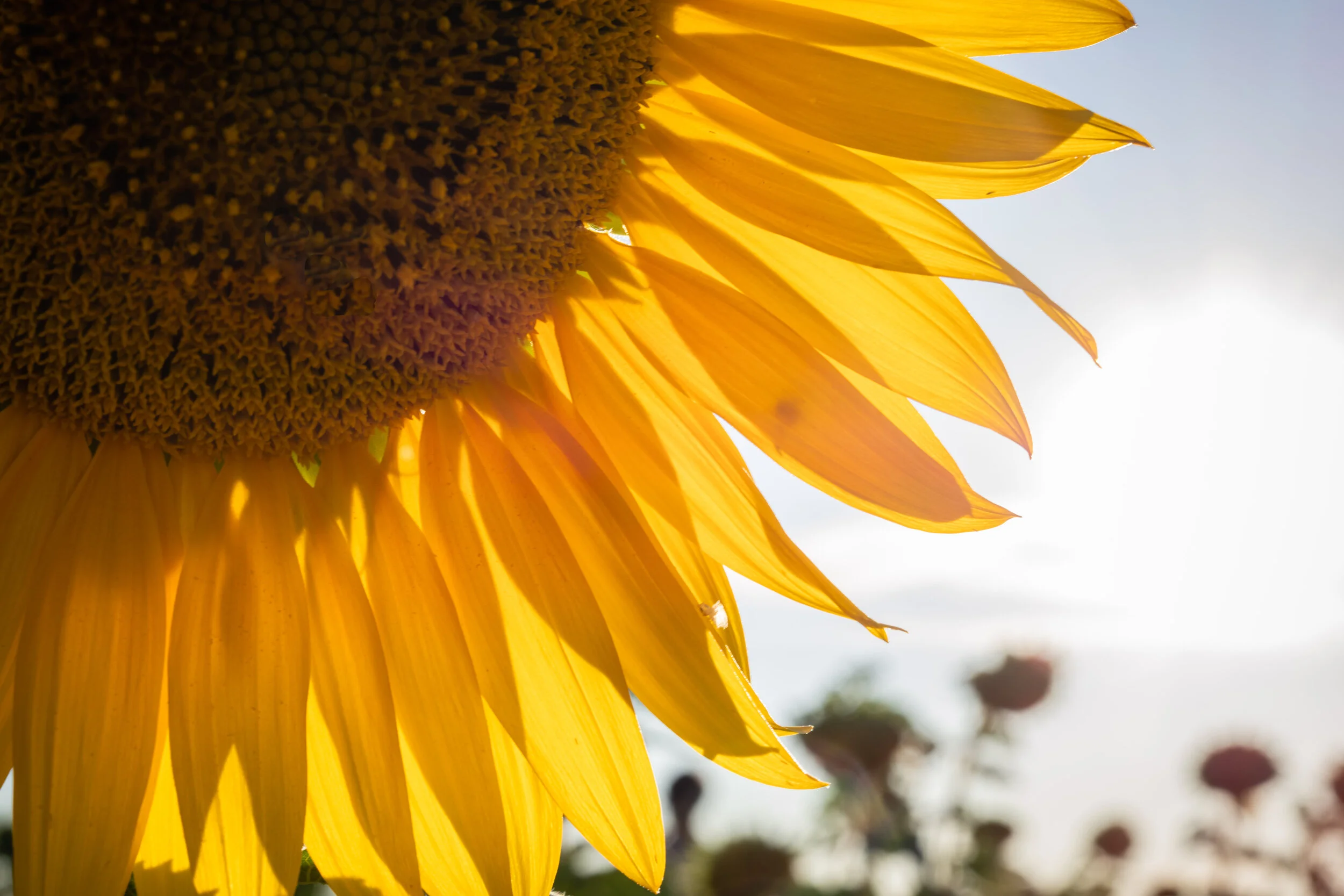 Helianthus (10 of 10).jpg