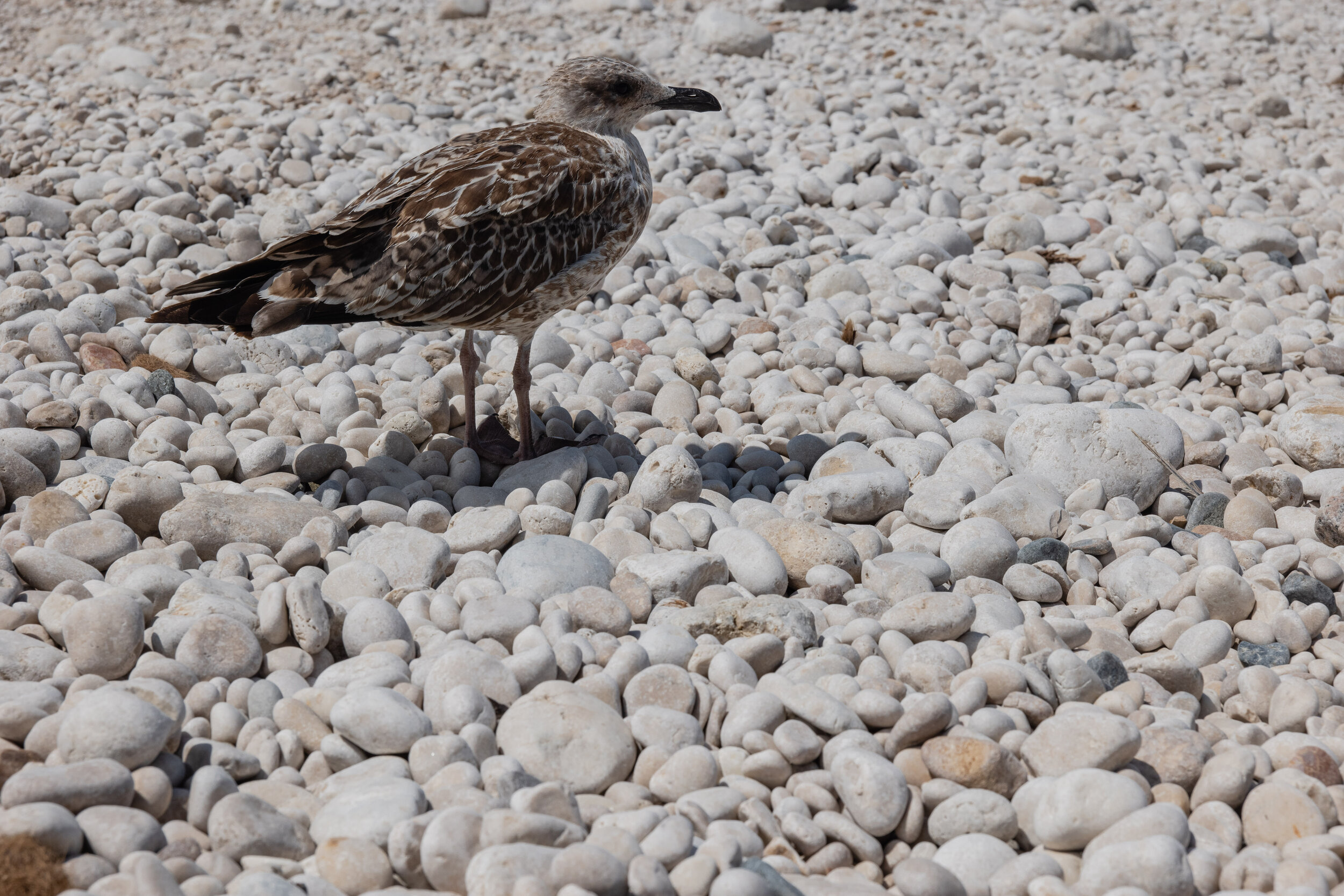 DiaYNocheAlCompas (13 of 24).jpg