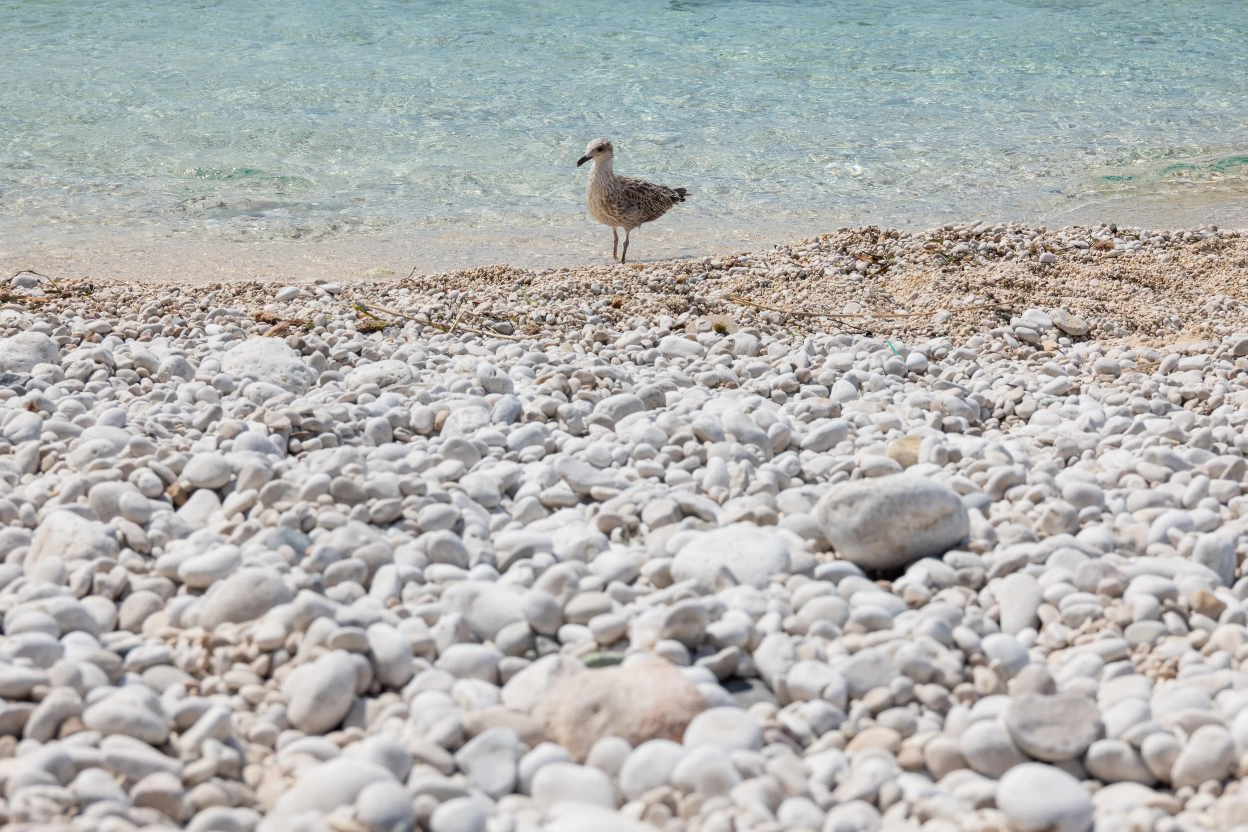 DiaYNocheAlCompas (20 of 24).jpg