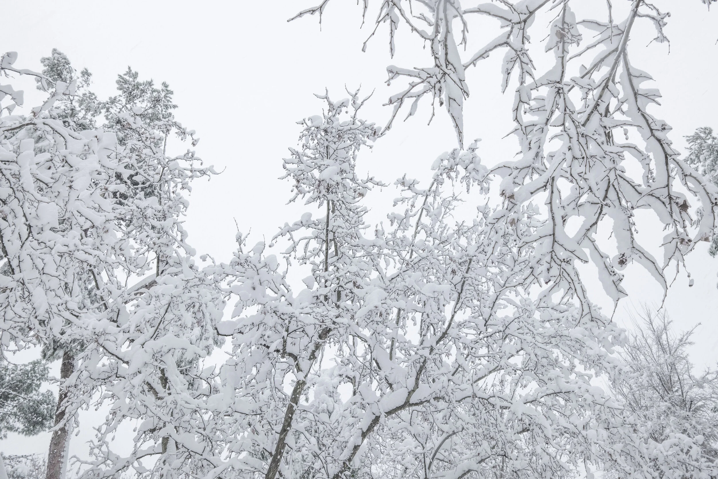 madrid.filomena.pii (1 of 15).jpg