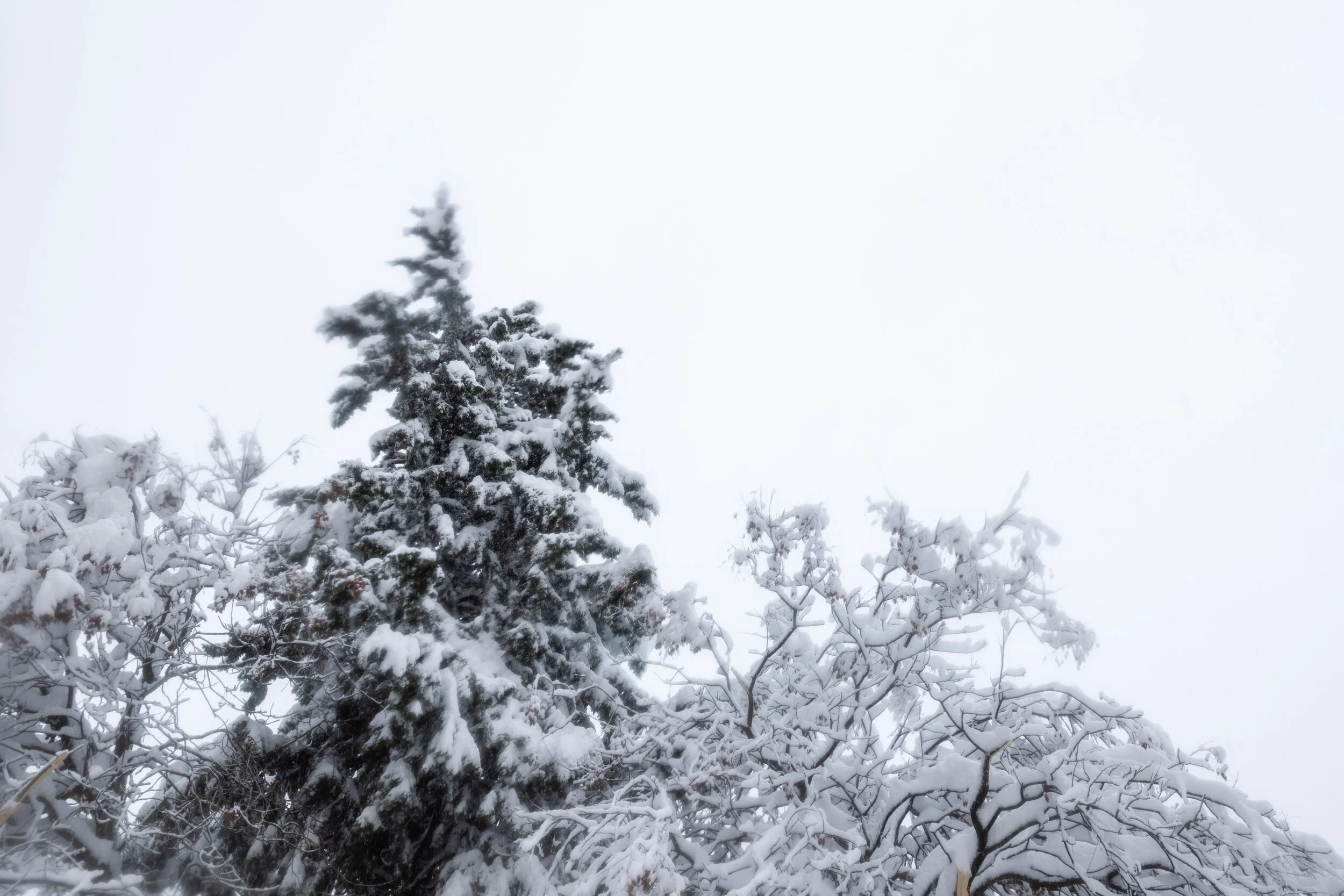 madrid.filomena.pii (2 of 15).jpg