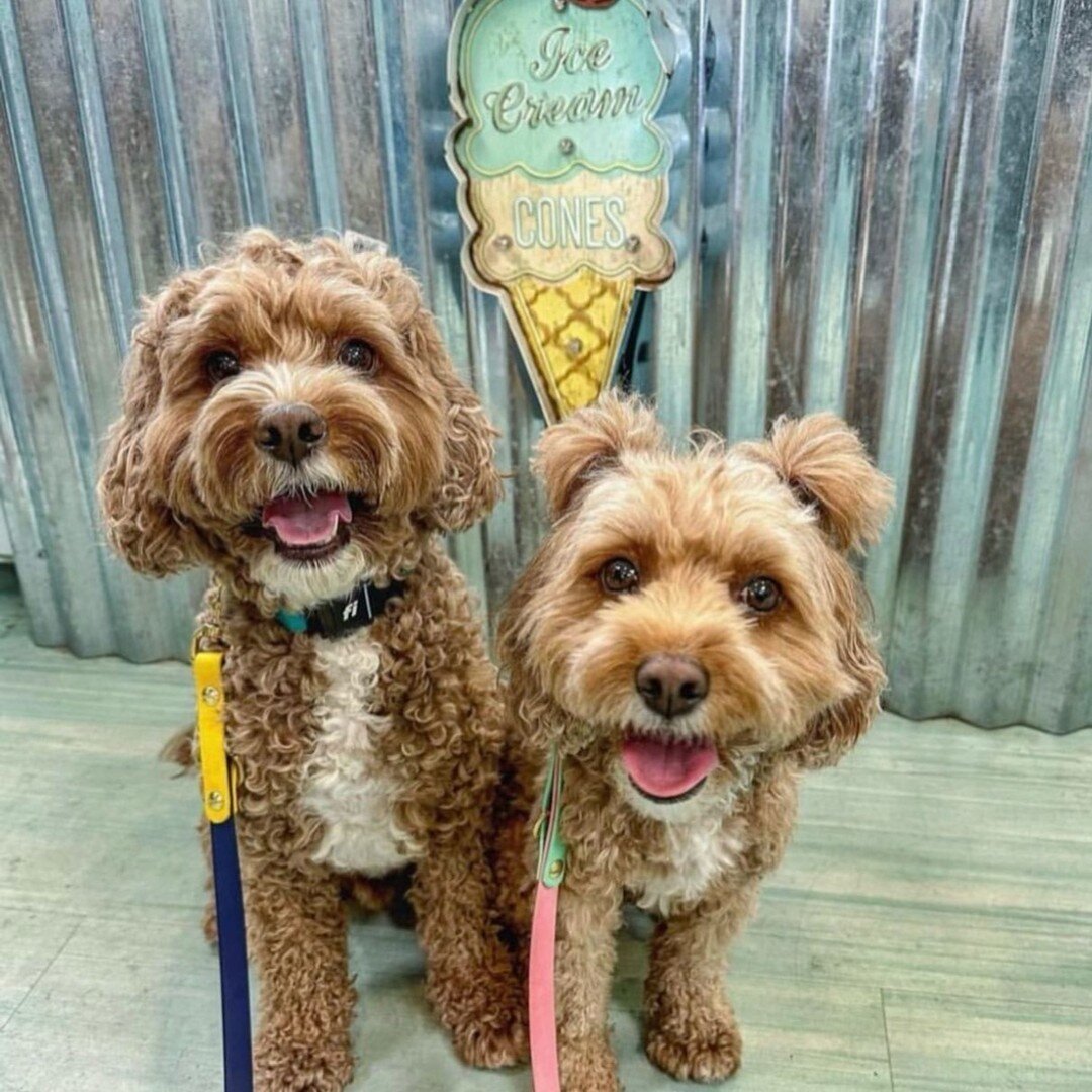 Exciting news! Shifting from its previous doggy shop concept Salty Paws, Hause of Dogs is coming to Smoky Hollow! 📣

@hauseofdogsraleigh will be serving up treats for your pups, doggy pawties and more! Offering the same experience and the same owner