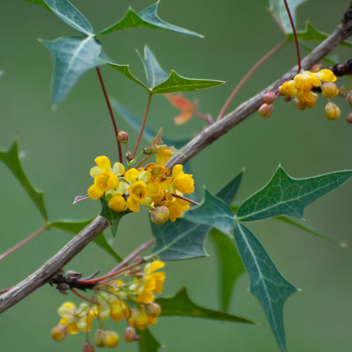 Nature Walk: Native Landscaping