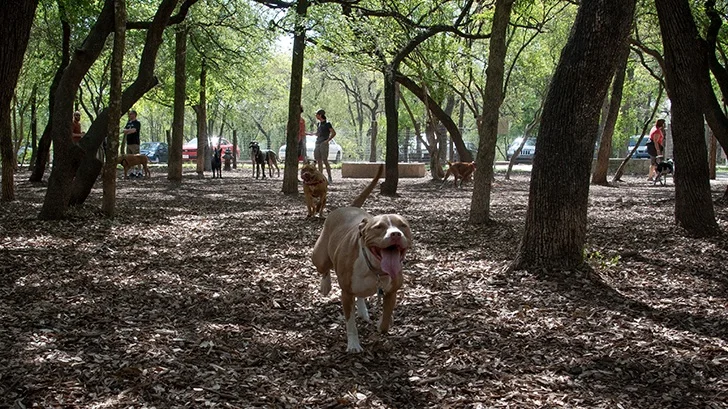2019-03-21+Dog+Park+East%2Cts-2sm.jpg