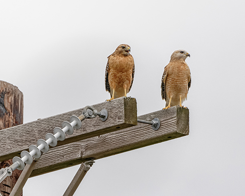 rsha-mike-fuquahar-april-2019-6.jpg