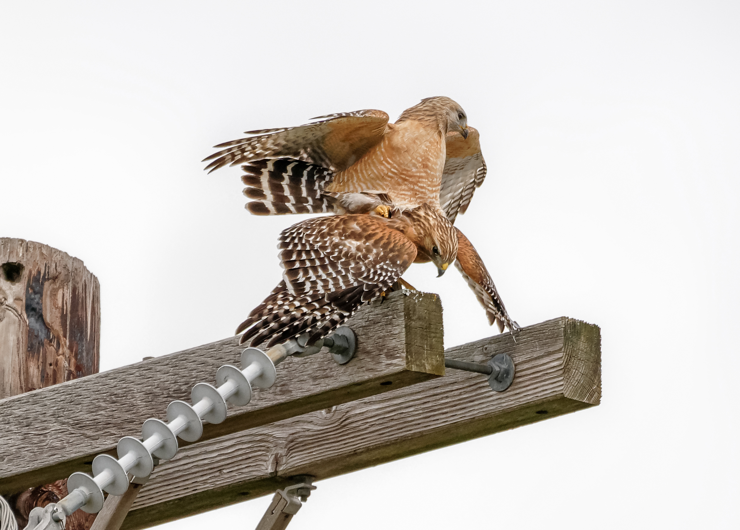 Red Shouldered Hawks Phil Hardberger Park Conservancy Red Shouldered Hawks Phil Hardberger Park Conservancy