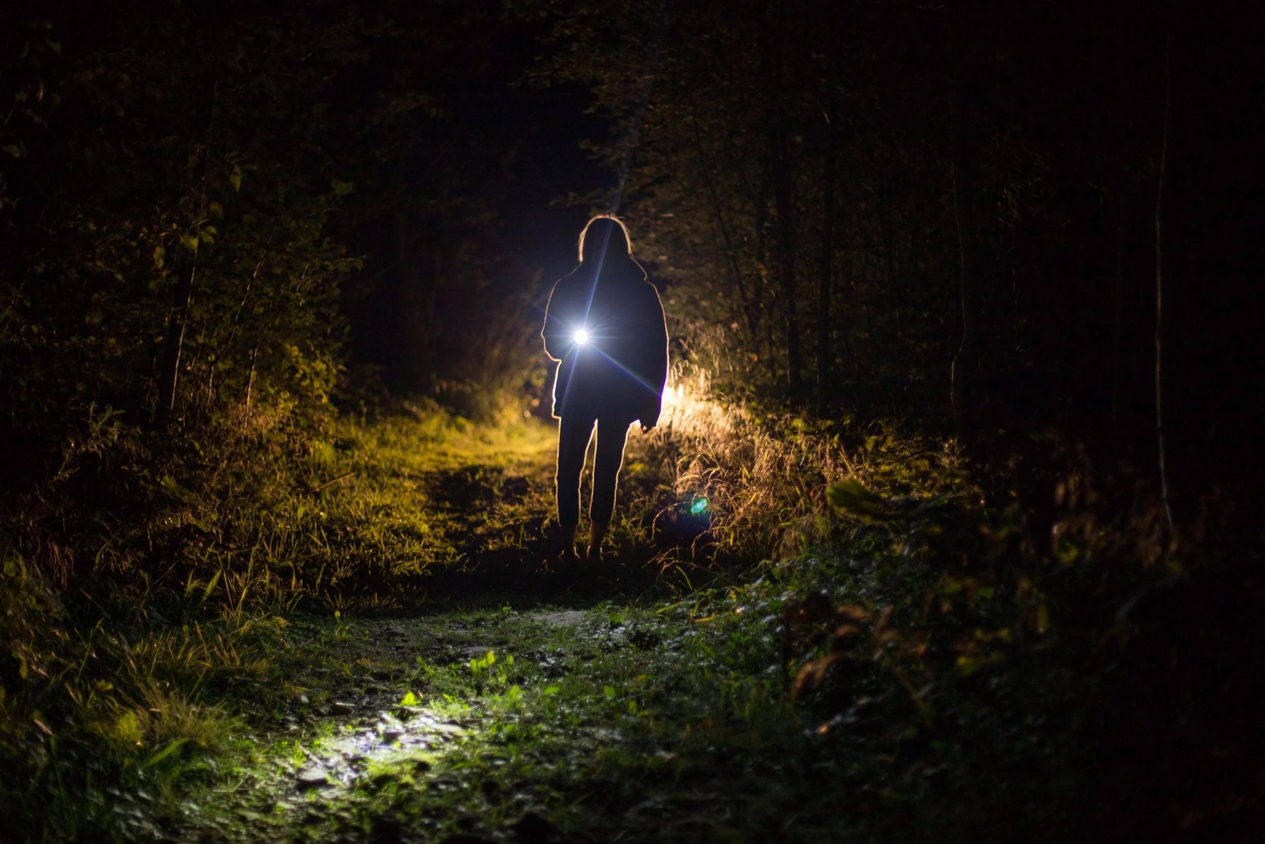 Full - Flashlight Wildlife Surveys  