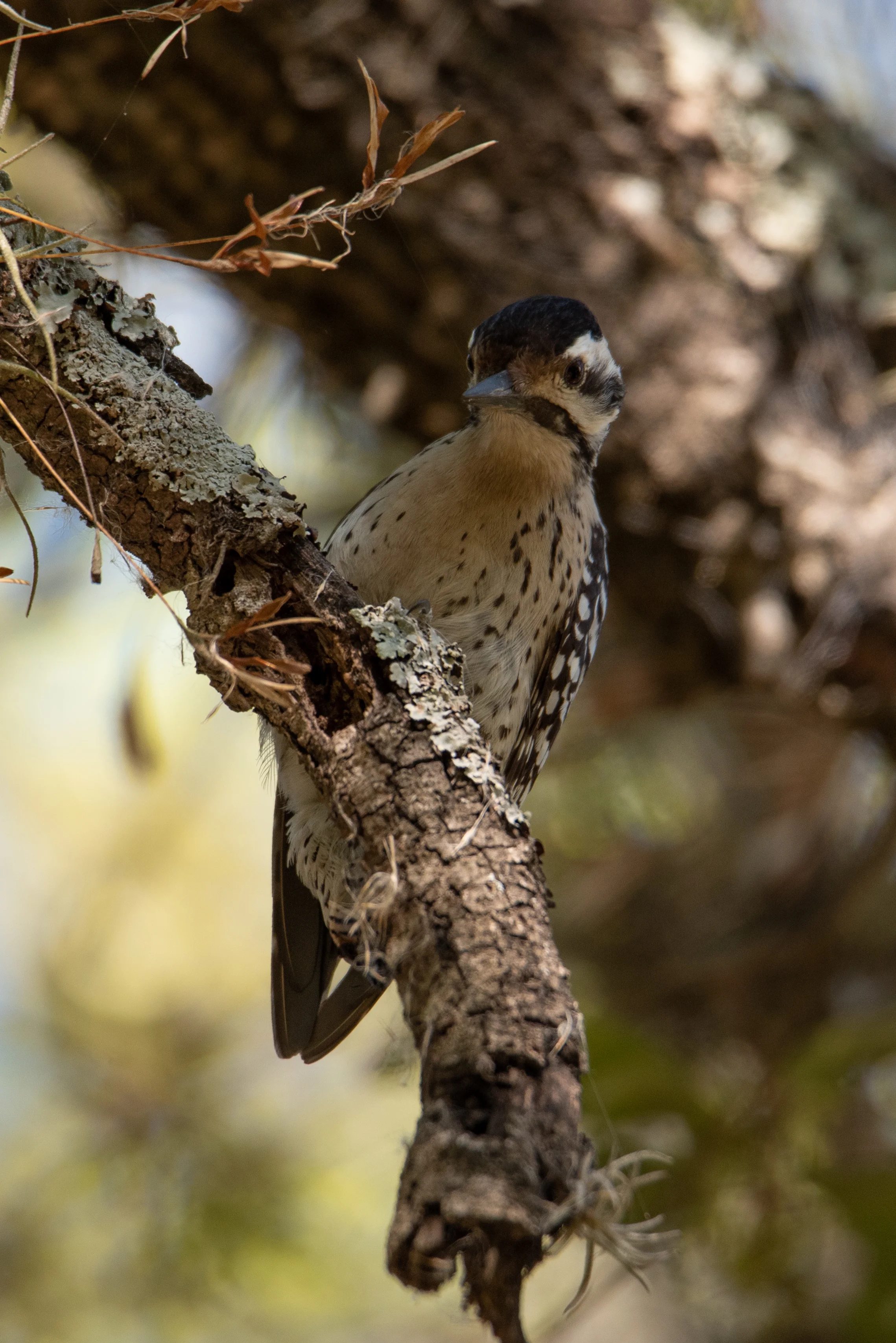 Nature Walk: The Wildlife of Phil Hardberger Park