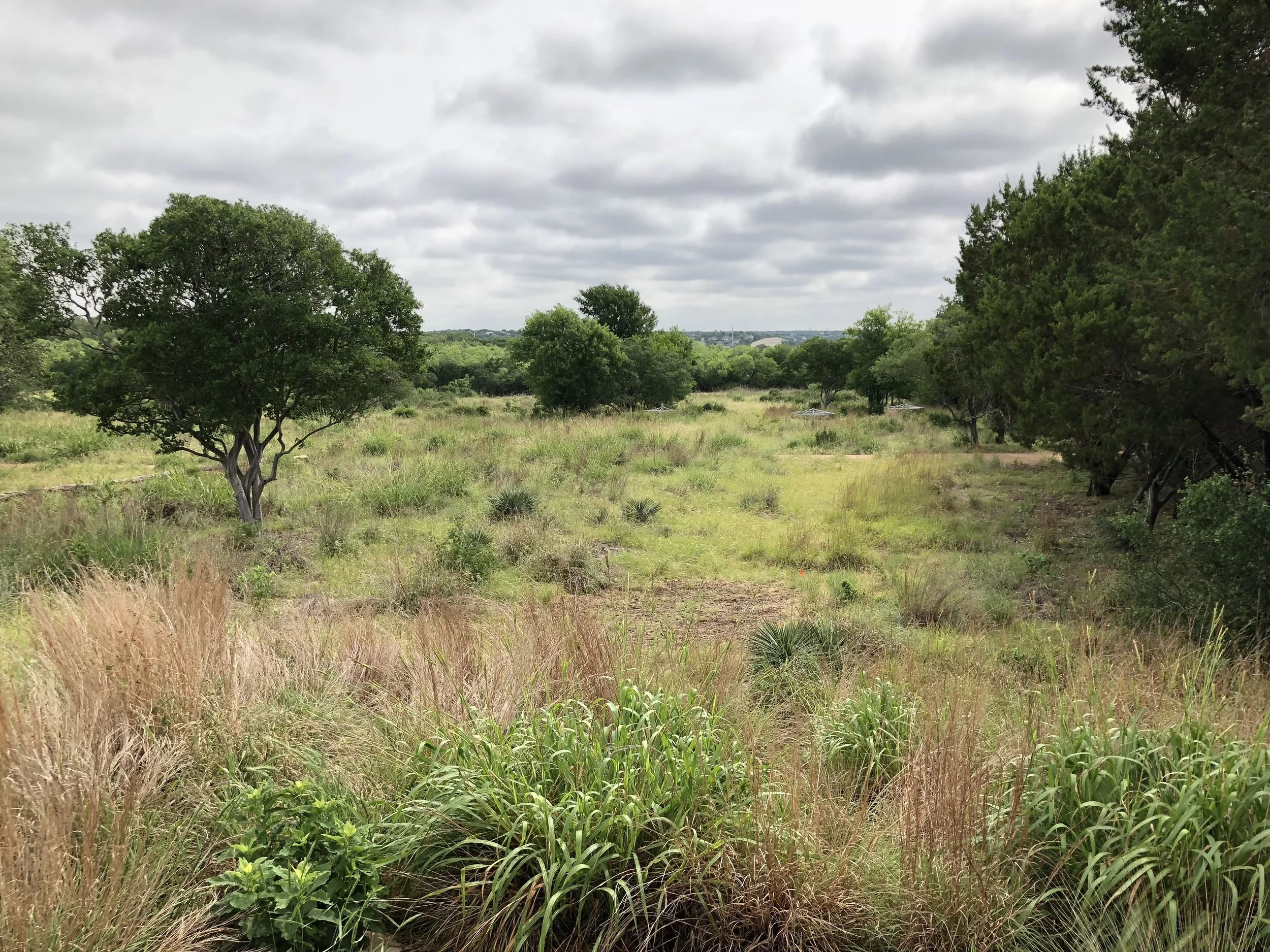 Nature Walk: Grasses of Phil Hardberger Park