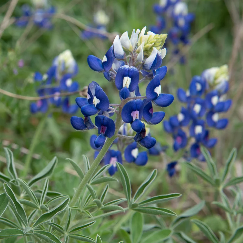 PHPBluebonnet,ts-2.jpg