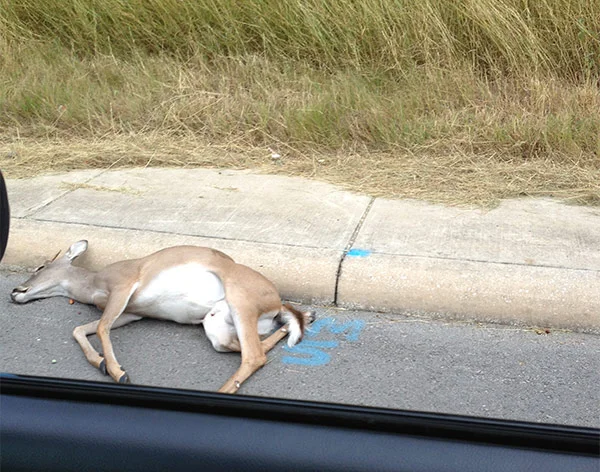 deer-pkway.jpg