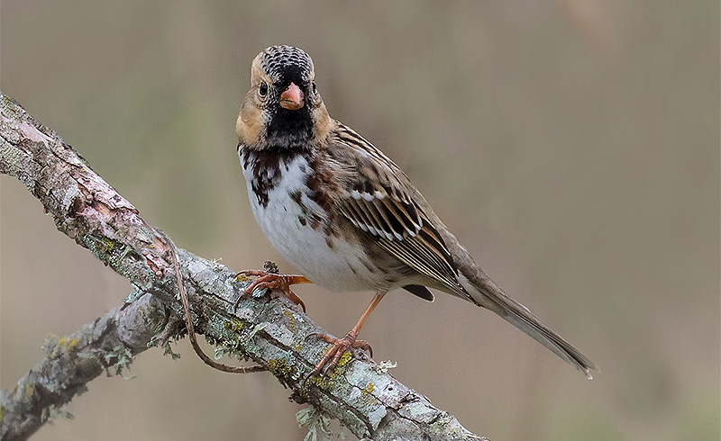 Haris's Sparrow