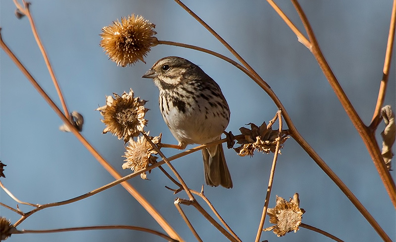 Copy of Song Sparrow