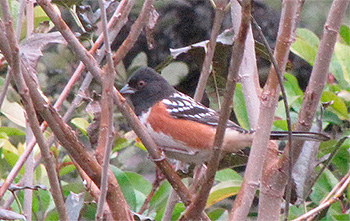 Copy of Spotted Towhee
