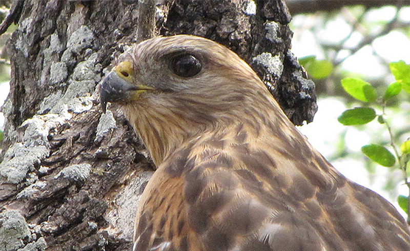 Copy of Red Shouldered Hawk