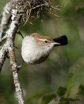 Copy of Bewick's Wren