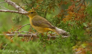 Copy of Female Summer Tanager
