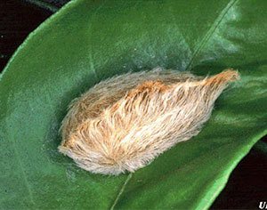 asp-puss-caterpillar.jpg
