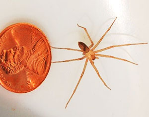brown-recluse-spider.jpg