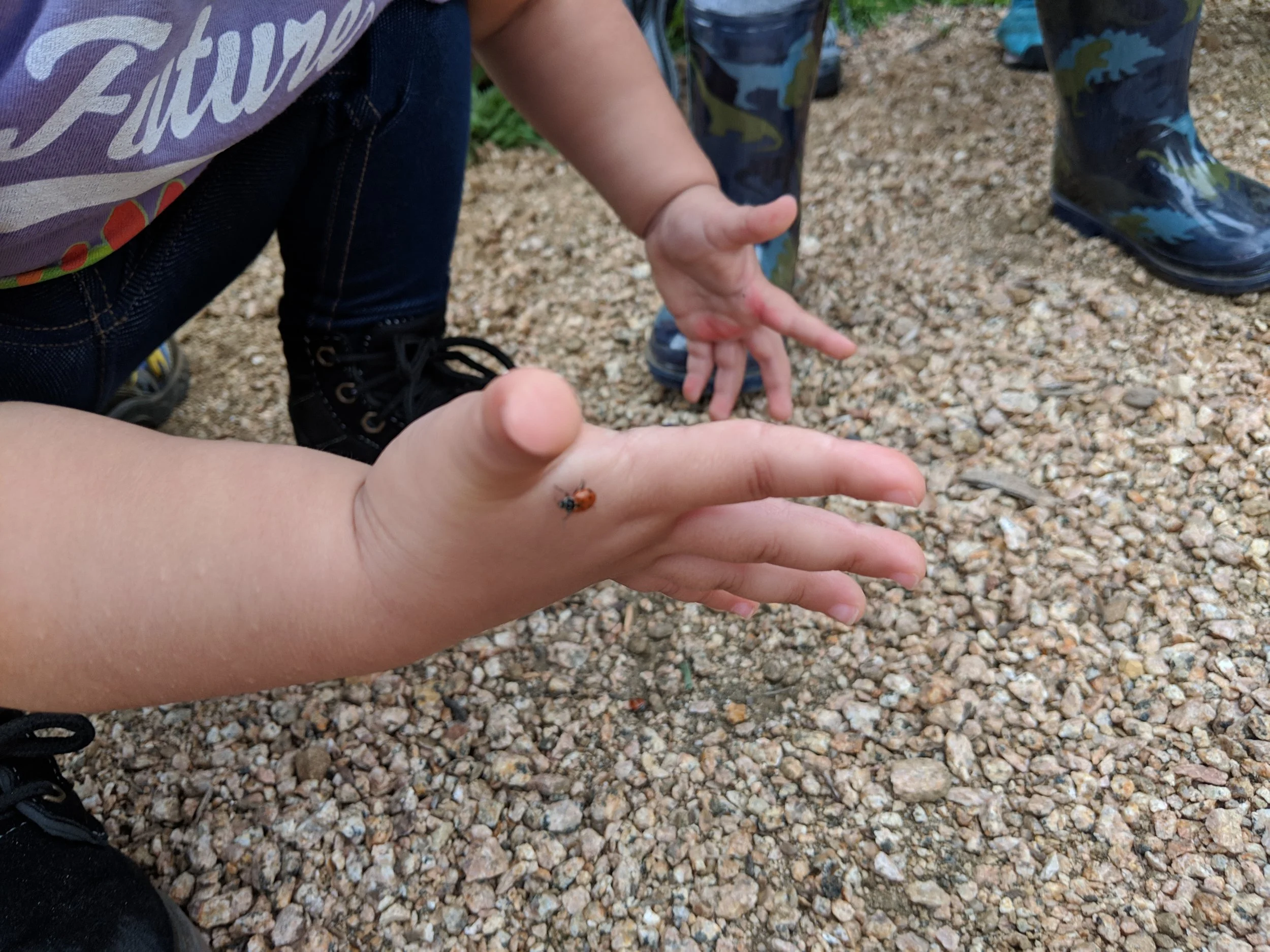 Full - Starting Out Wild: Bats