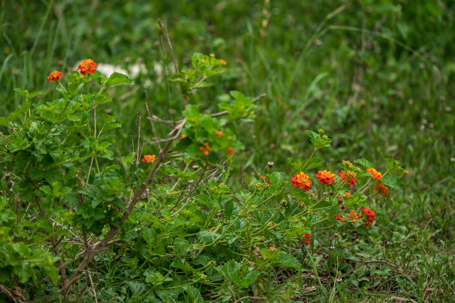 Native Plants