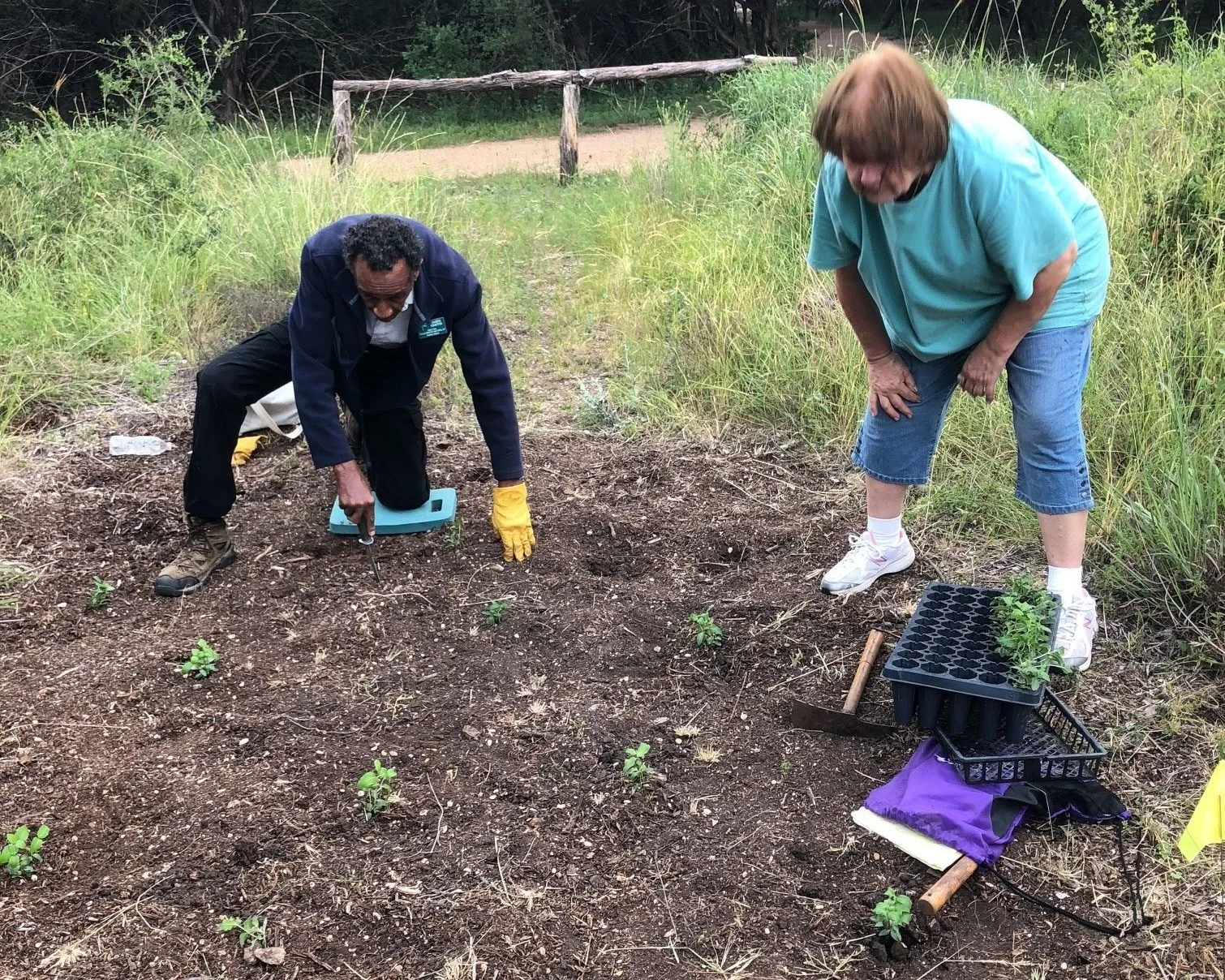 Volunteers assist in planting seedlings.