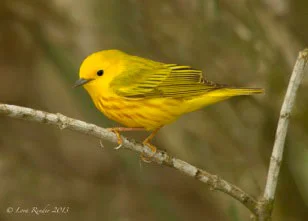 Yellow Warbler, San Antonio