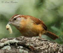 Carolina Wren