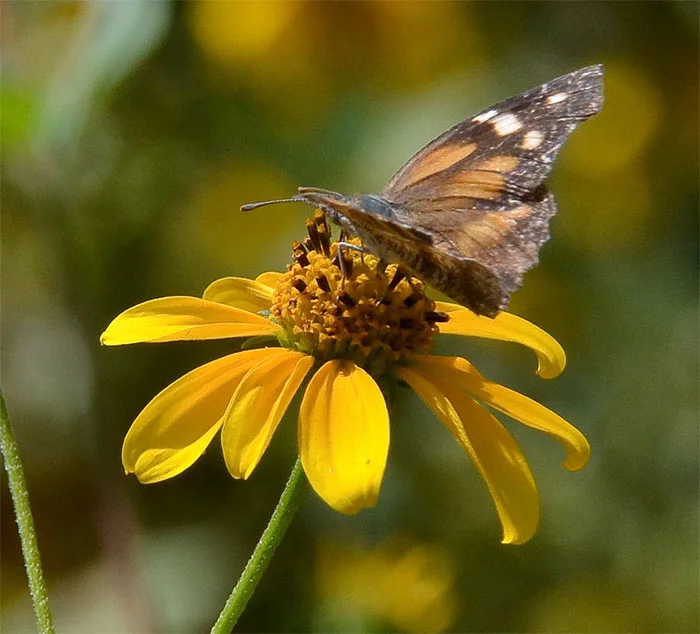 Donald-Ewers-snoutbutterfly.jpg