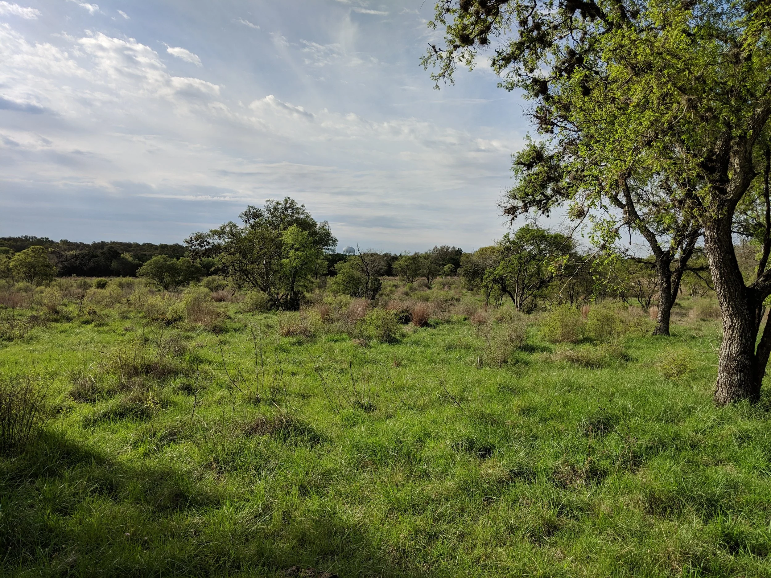 The Savanna Ecotone