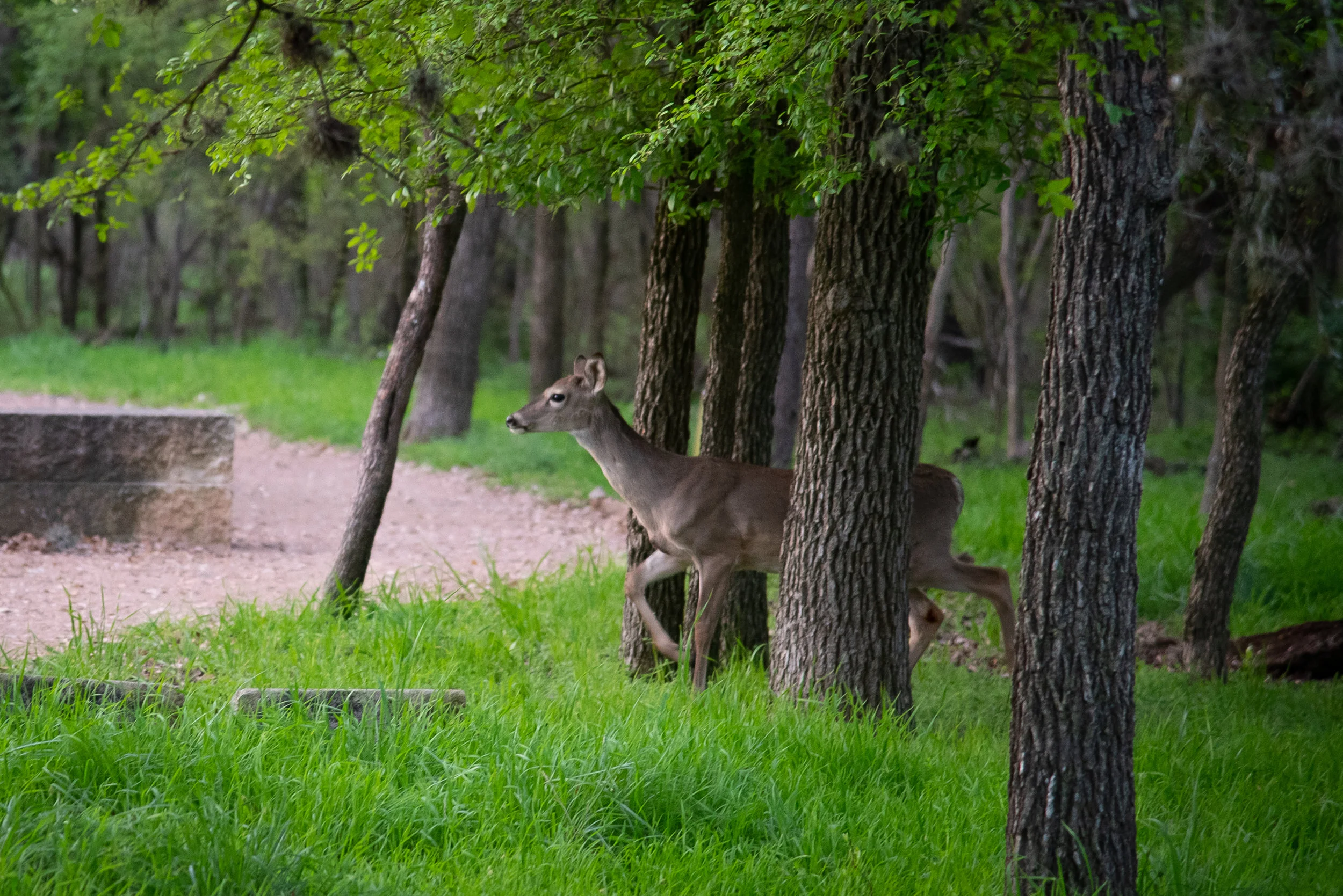Full - Growing Up Wild: Wildlife As Symbols