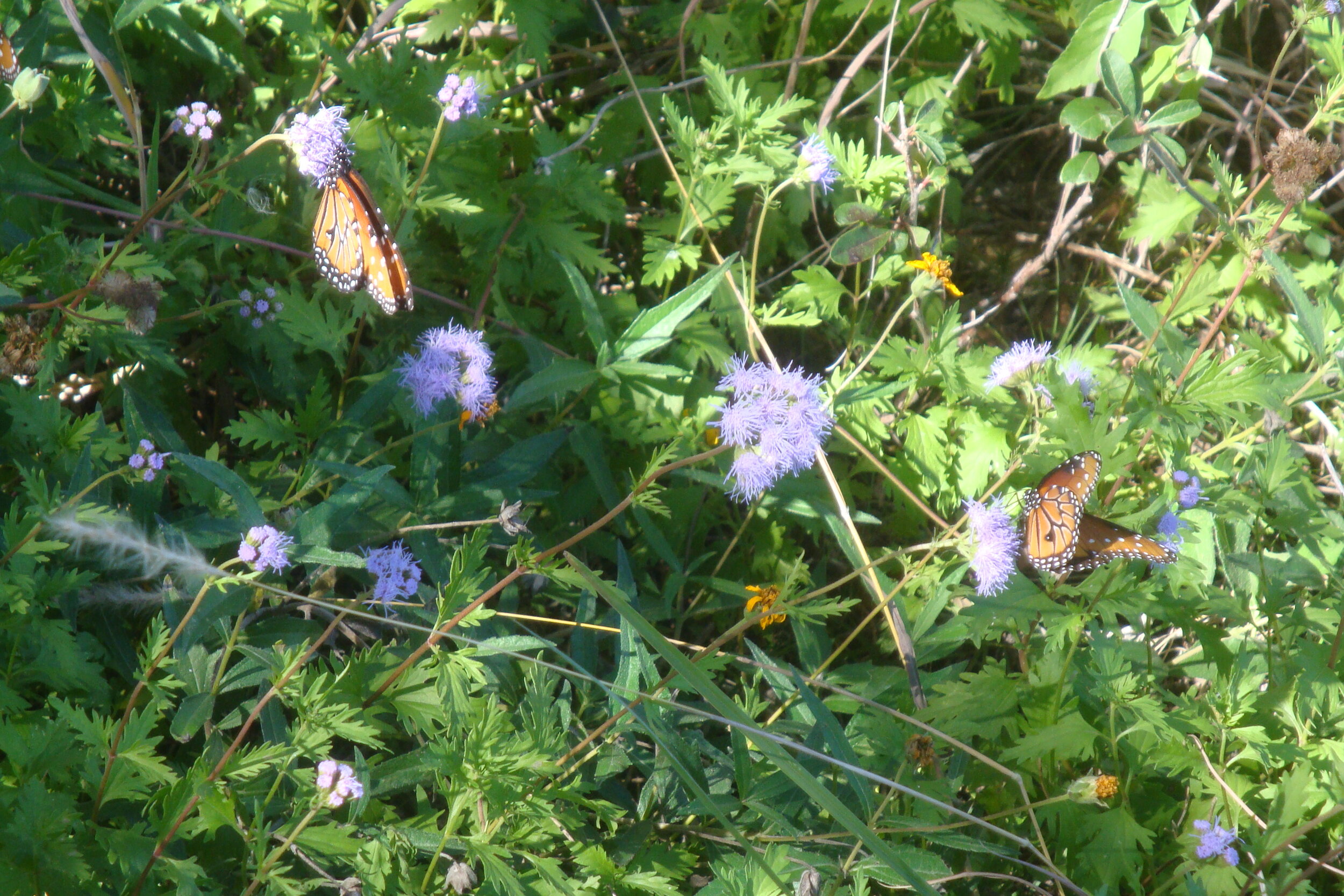  Monarchs and Queen butterflies love the nectar from Gregg’s Mistflower. Photo by Patsy Kuentz 