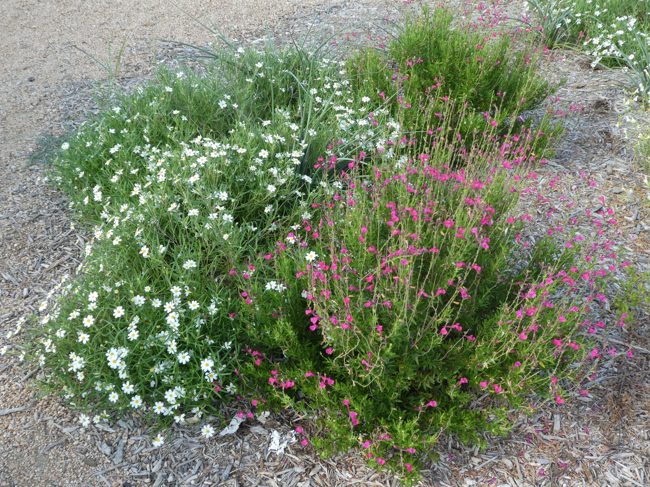  Blackfoot Daisy and Autumn Sage make a great pairing in this bed, and both are good food sources for wildlife. Photo by Patsy Kuentz 