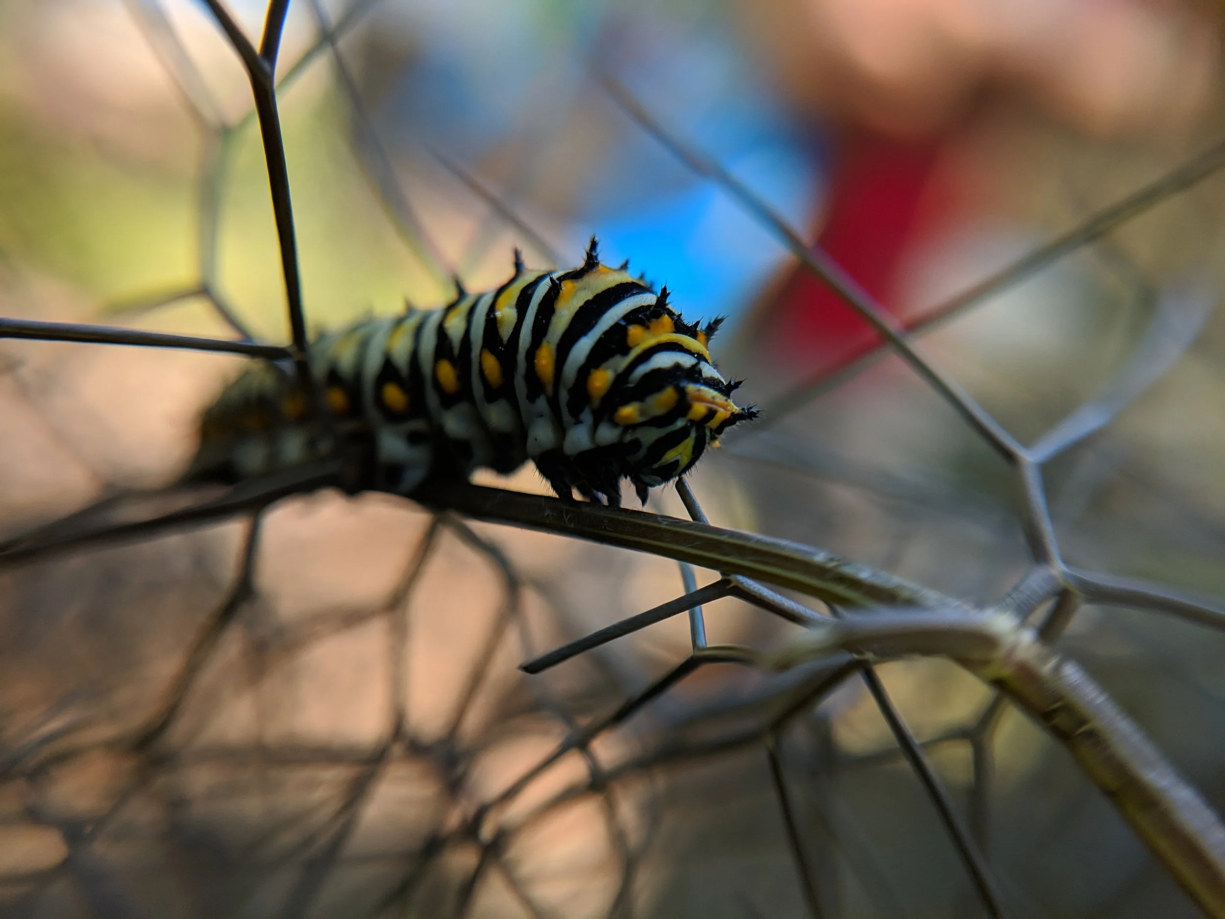Nature Talk: Herbs for Pollinators and Sachets