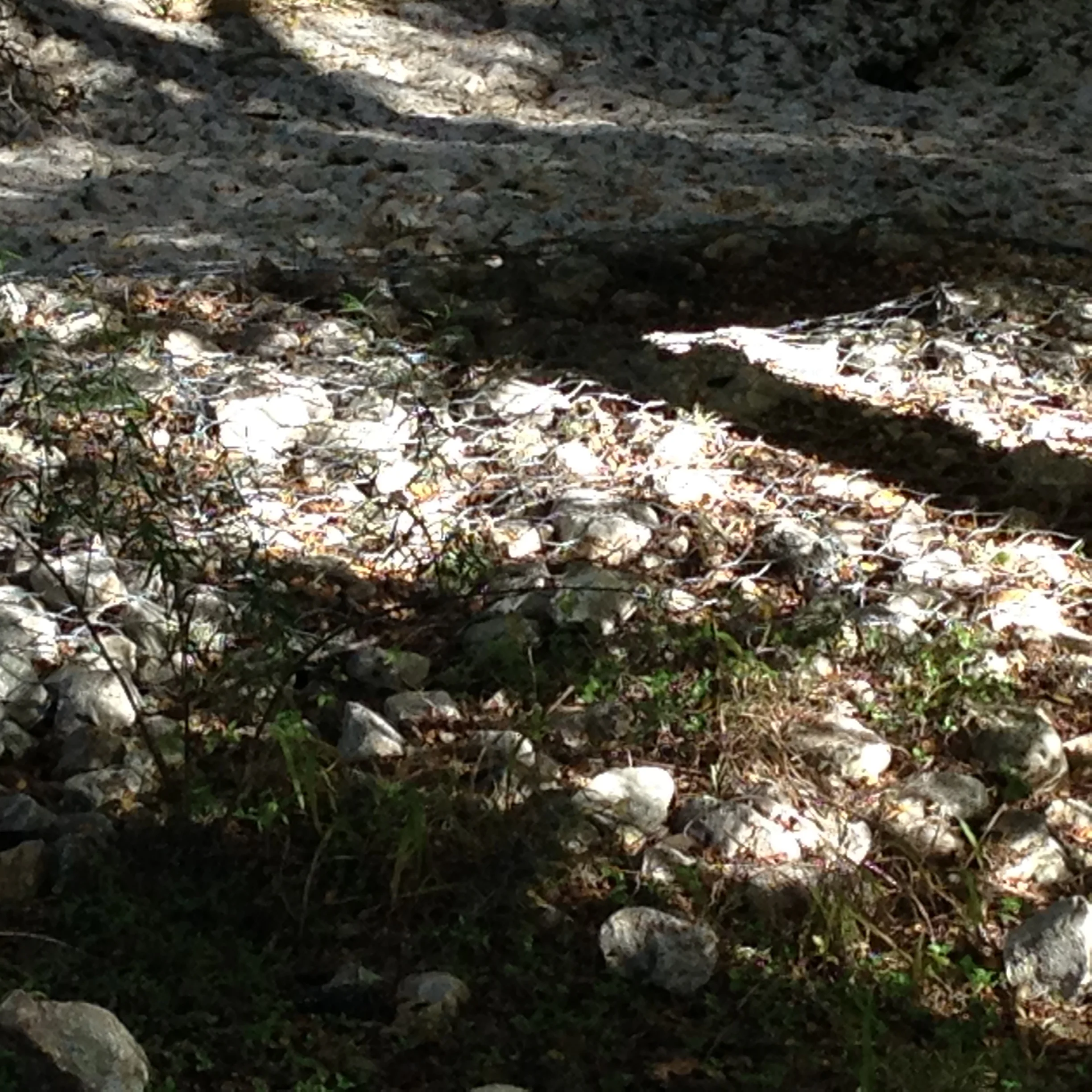 Nature Walk: Rocks, Soil, and Plant Life