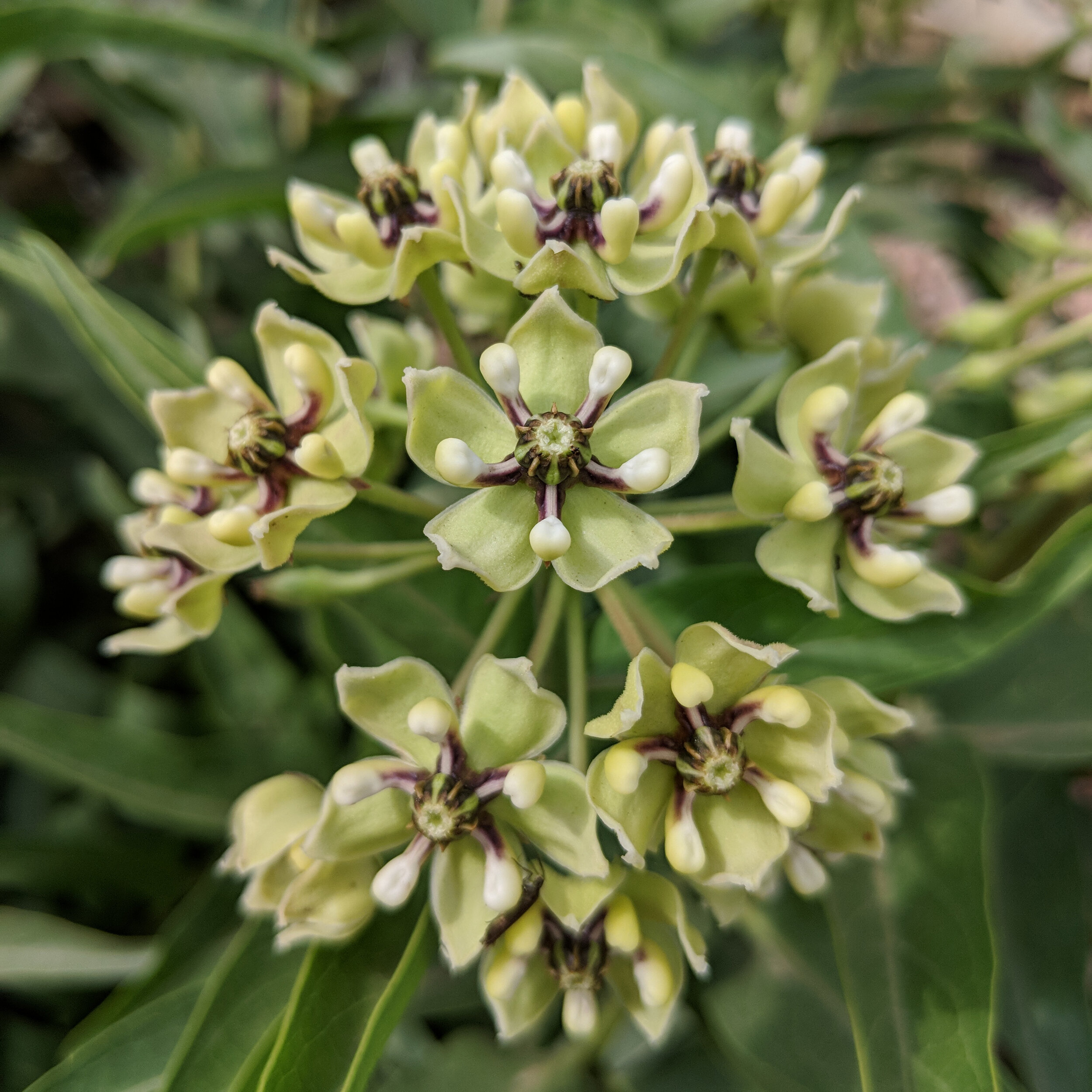 Antelope Horn Milkweed