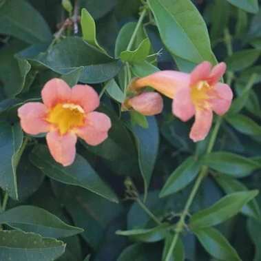 Crossvine