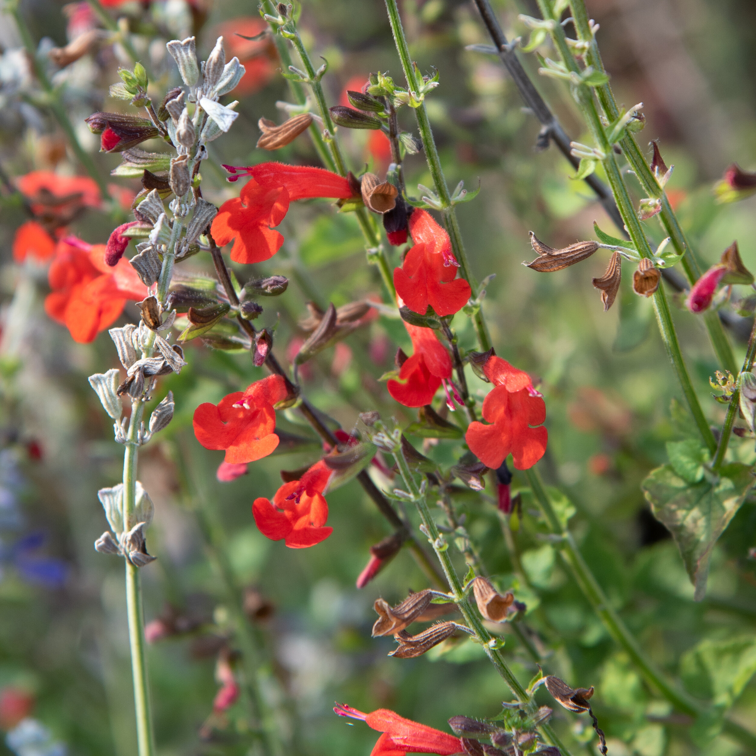 Autumn Sage