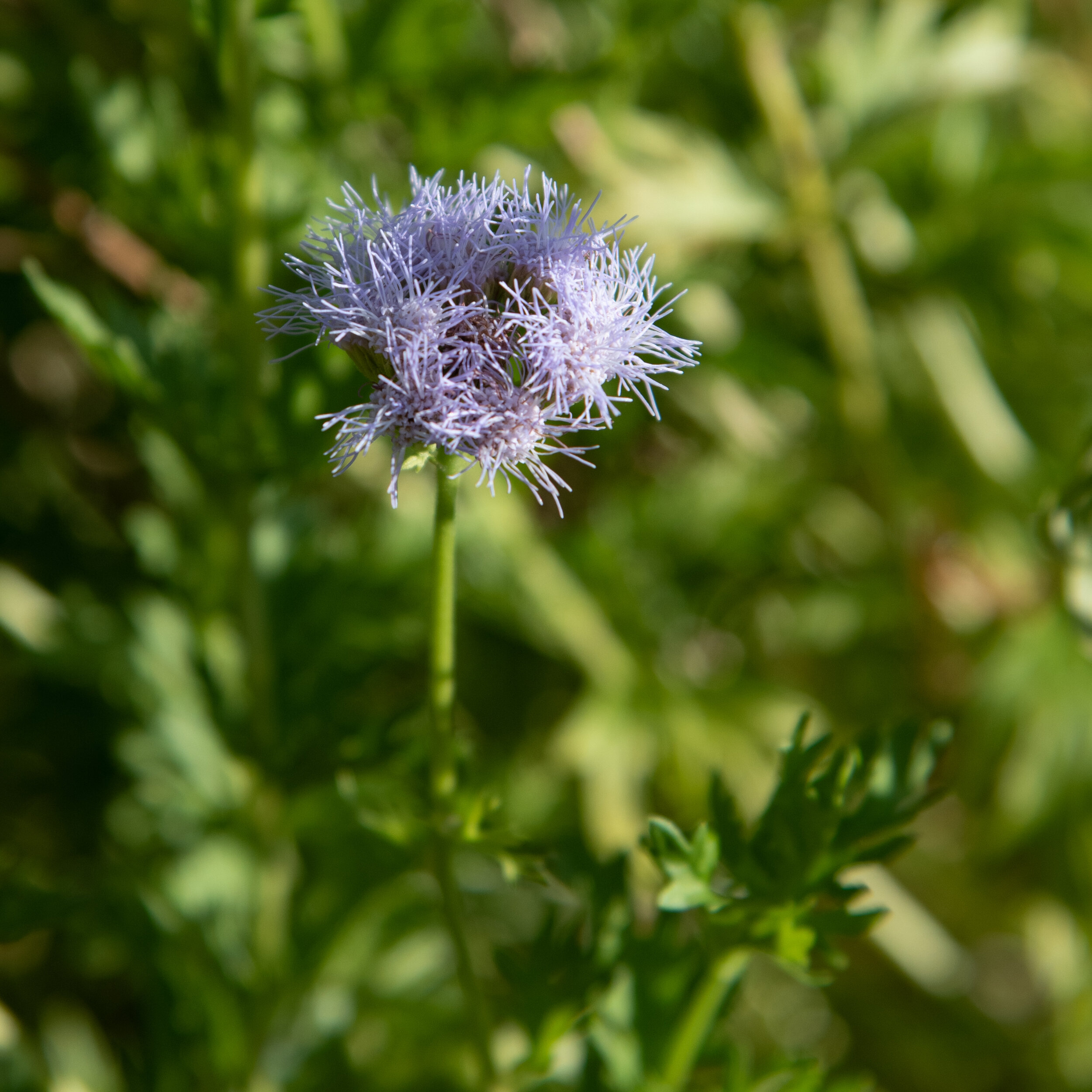 Gregg's Mistflower