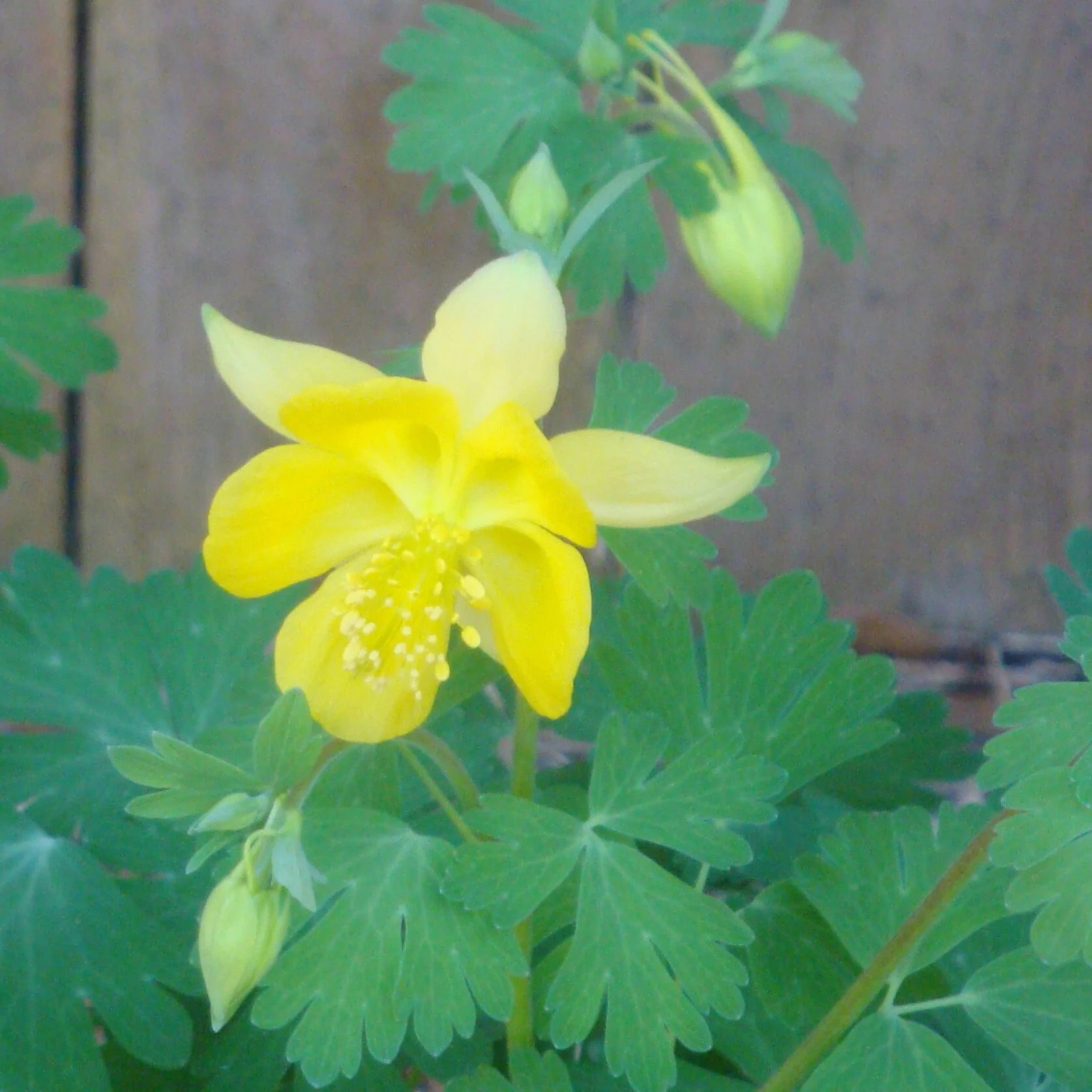 Hinckley Columbine