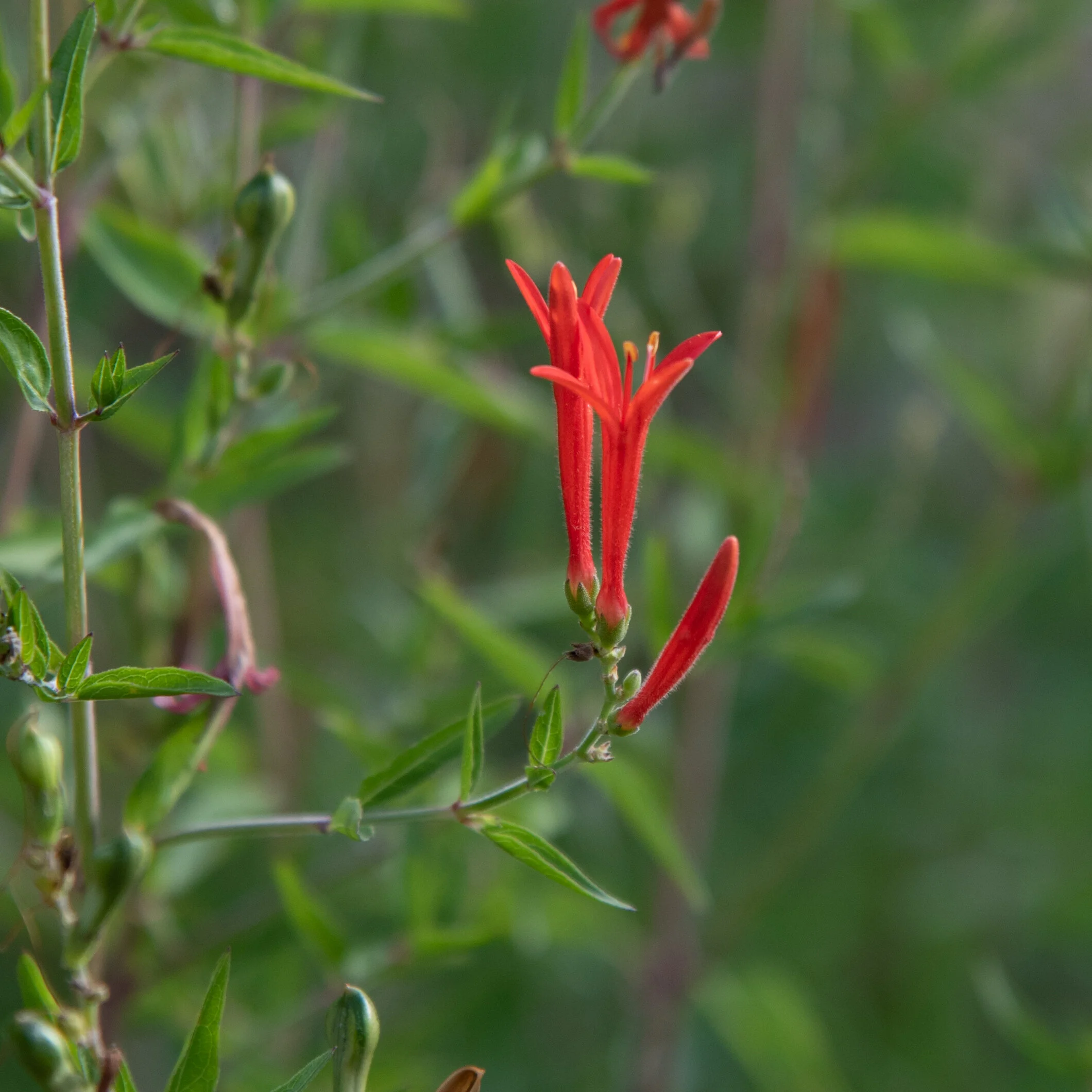 Flame Acanthus