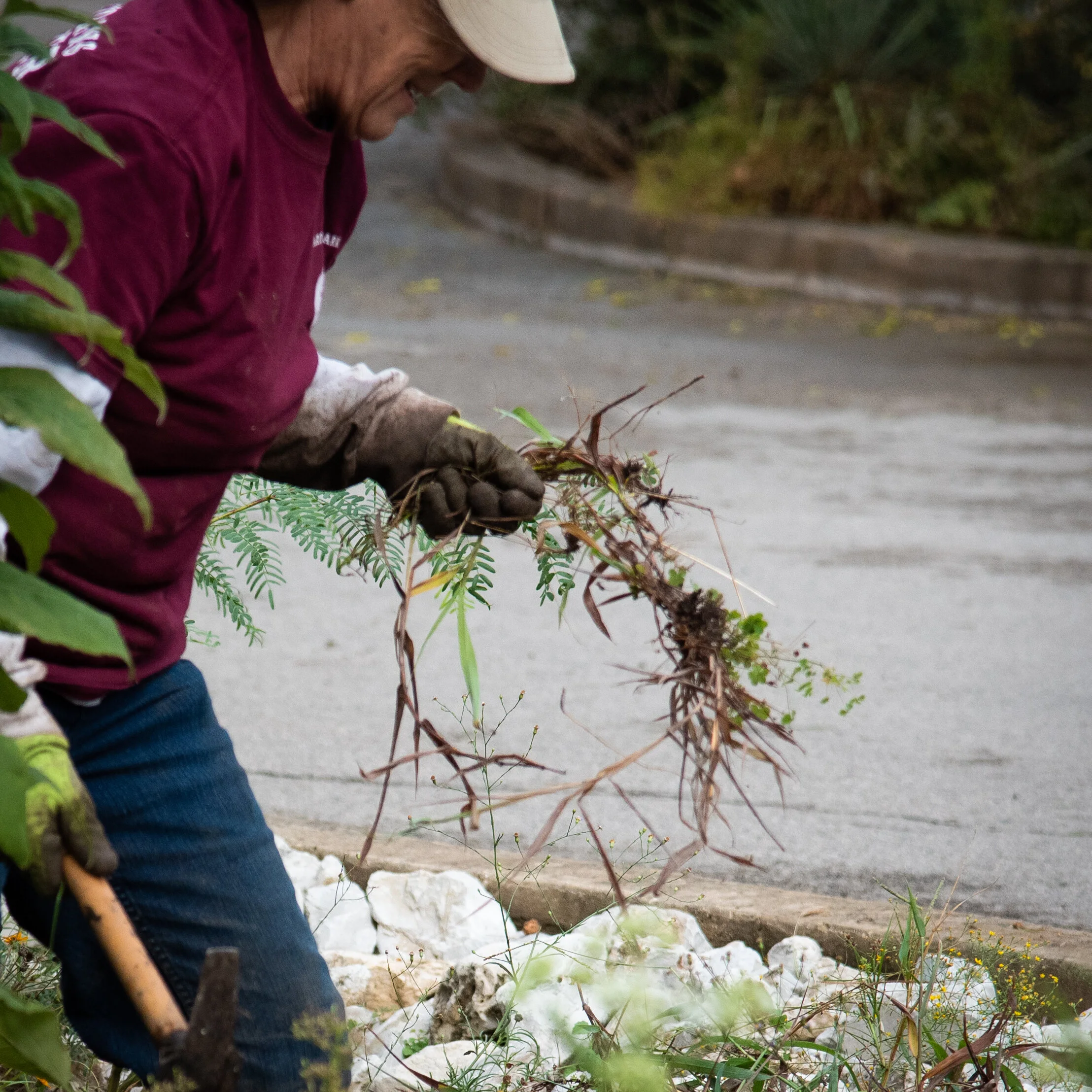 Weed Warrior Wednesdays: Juniper Thinning