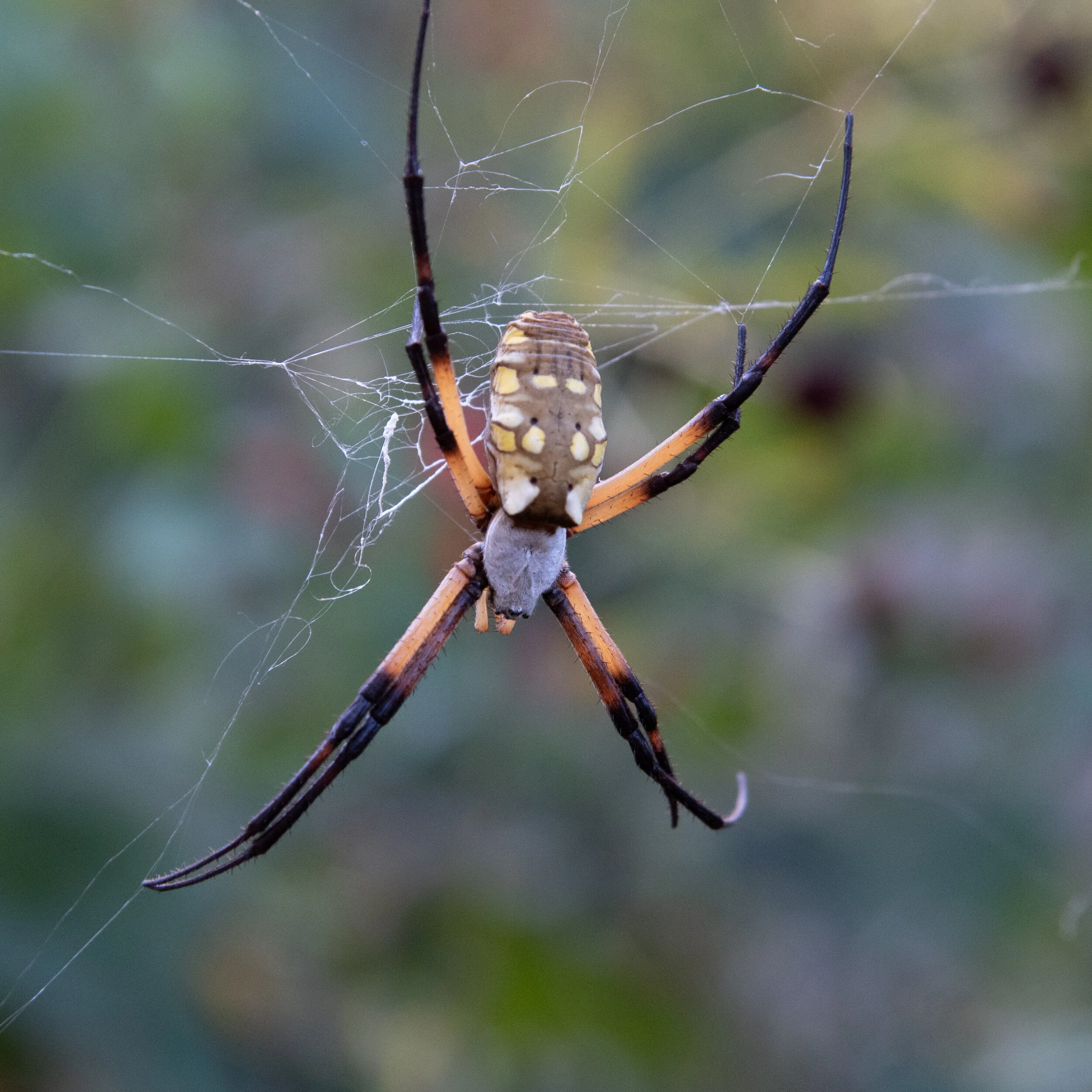 Cancelled - Nature Walk: Insects