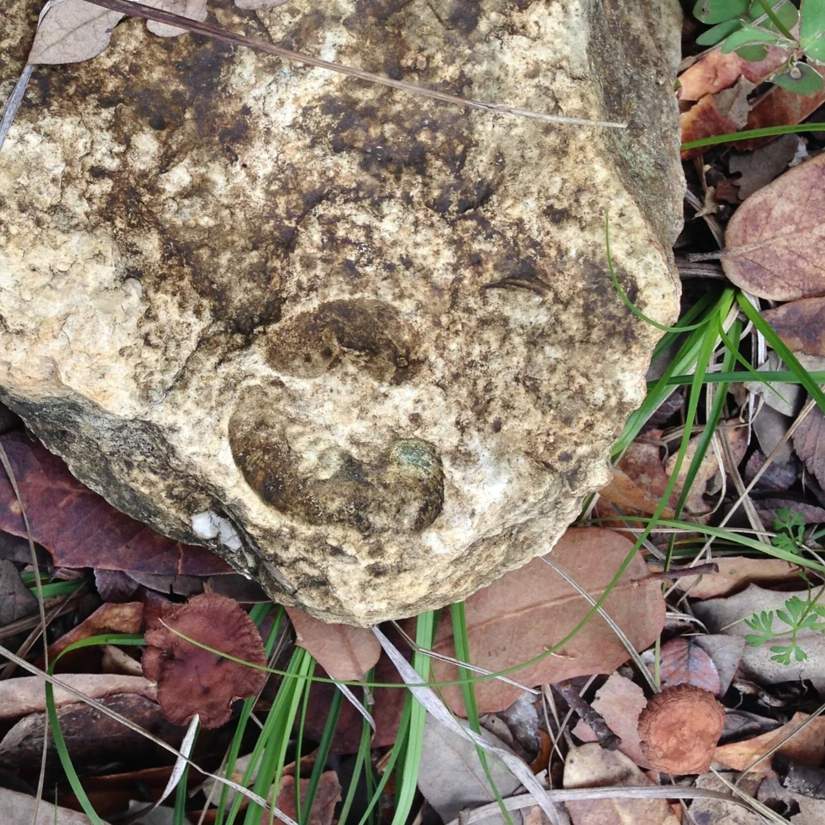 Rocks and Fossils