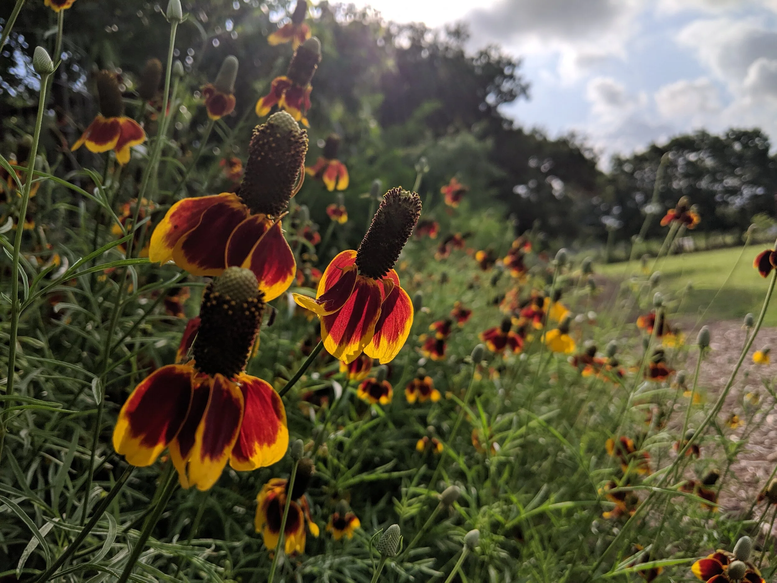 Canceled - Starting Out Wild: Flowers Are Fun