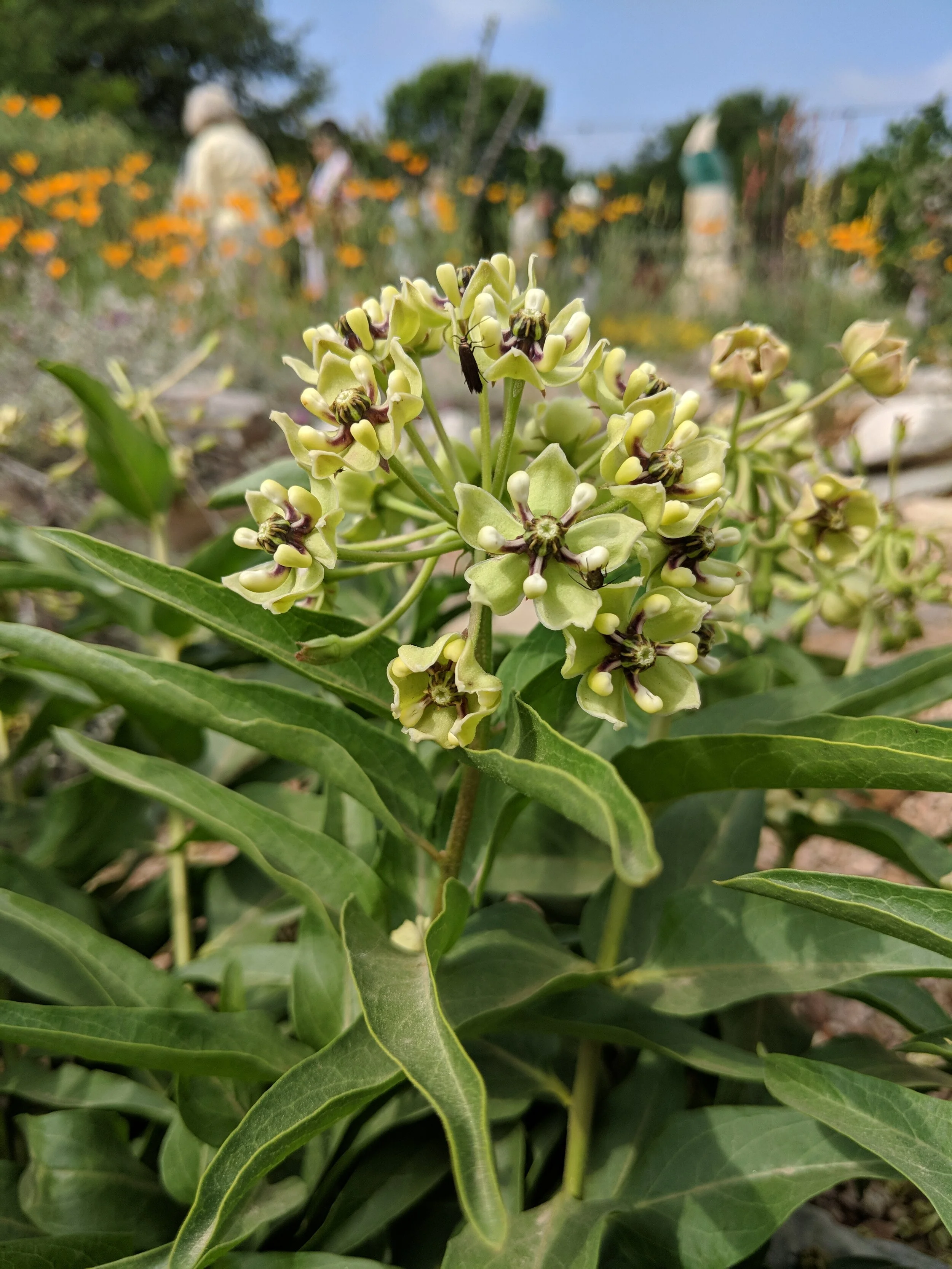 Canceled - Nature Talk: Propagating Native Plants