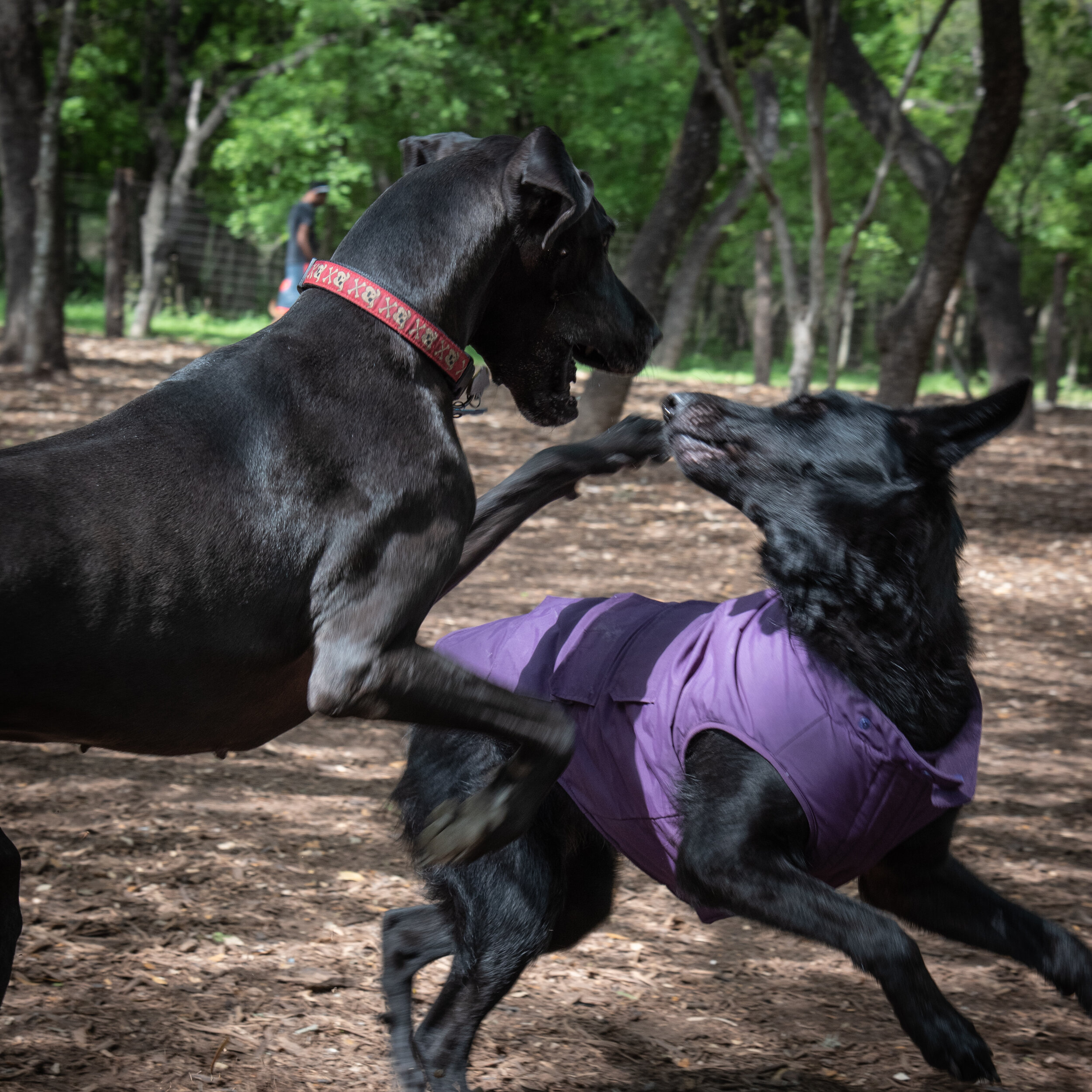 2019-03-21 Dog Park East,ts-4.jpg