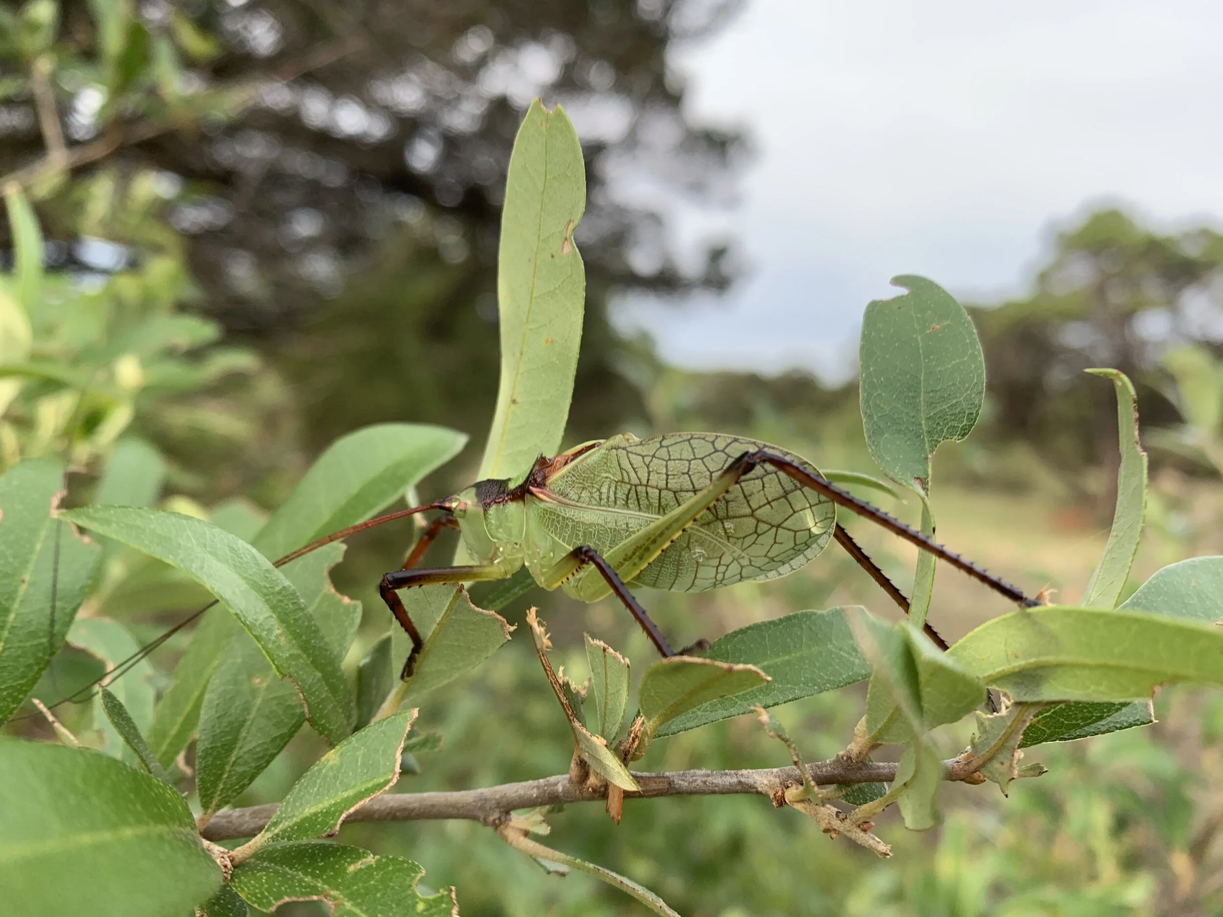 Katydid calls 